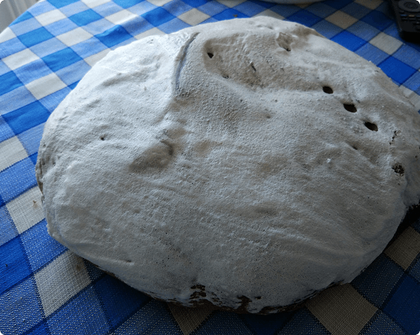 Bolla tradicional espolvoreada con azúcar