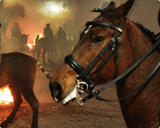 Caballo adornado durante Las Luminarias