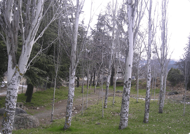 Parque de Espinillos